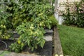 Ripening tomatoes in the garden. Green and red tomatoes on a branch with sunlight. Ripe and unripe tomatoes grow in the garden Royalty Free Stock Photo