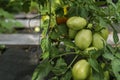 Ripening tomatoes in the garden. Green and red tomatoes on a branch with sunlight. Ripe and unripe tomatoes grow in the garden Royalty Free Stock Photo