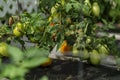 Ripening tomatoes in the garden. Green and red tomatoes on a branch with sunlight. Ripe and unripe tomatoes grow in the garden Royalty Free Stock Photo