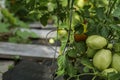 Ripening tomatoes in the garden. Green and red tomatoes on a branch with sunlight. Ripe and unripe tomatoes grow in the garden Royalty Free Stock Photo