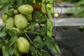 Ripening tomatoes in the garden. Green and red tomatoes on a branch with sunlight. Ripe and unripe tomatoes grow in the garden Royalty Free Stock Photo
