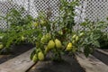 Ripening tomatoes in the garden. Green and red tomatoes on a branch with sunlight. Ripe and unripe tomatoes grow in the garden Royalty Free Stock Photo