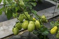 Ripening tomatoes in the garden. Green and red tomatoes on a branch with sunlight. Ripe and unripe tomatoes grow in the garden Royalty Free Stock Photo