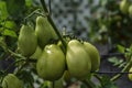Ripening tomatoes in the garden. Green and red tomatoes on a branch with sunlight. Ripe and unripe tomatoes grow in the garden Royalty Free Stock Photo