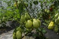 Ripening tomatoes in the garden. Green and red tomatoes on a branch with sunlight. Ripe and unripe tomatoes grow in the garden Royalty Free Stock Photo