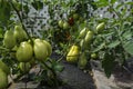 Ripening tomatoes in the garden. Green and red tomatoes on a branch with sunlight. Ripe and unripe tomatoes grow in the garden Royalty Free Stock Photo