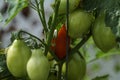 Ripening tomatoes in the garden. Green and red tomatoes on a branch with sunlight. Ripe and unripe tomatoes grow in the garden Royalty Free Stock Photo