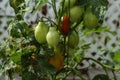 Ripening tomatoes in the garden. Green and red tomatoes on a branch with sunlight. Ripe and unripe tomatoes grow in the garden Royalty Free Stock Photo