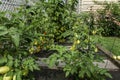 Ripening tomatoes in the garden. Green and red tomatoes on a branch with sunlight. Ripe and unripe tomatoes grow in the garden Royalty Free Stock Photo