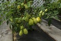 Ripening tomatoes in the garden. Green and red tomatoes on a branch with sunlight. Ripe and unripe tomatoes grow in the garden Royalty Free Stock Photo