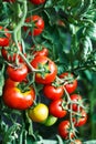 Ripening tomatoes in a greenhouse