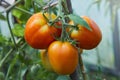 Ripening tomatoes growing on a twig