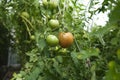 ripening tomatoes hanging between the leaves on twigs in the greenhouse Royalty Free Stock Photo