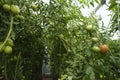ripening tomatoes hanging between the leaves on twigs in the greenhouse Royalty Free Stock Photo