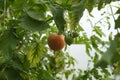 ripening tomatoes hanging between the leaves on twigs in the greenhouse Royalty Free Stock Photo