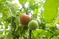 ripening tomatoes hanging between the leaves on twigs in the greenhouse Royalty Free Stock Photo