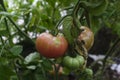 ripening tomatoes hanging between the leaves on twigs in the greenhouse Royalty Free Stock Photo