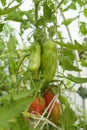 ripening tomatoes hanging between the leaves on twigs in the greenhouse Royalty Free Stock Photo