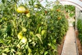 Ripening tomatoes in polycarbonate greenhouse Royalty Free Stock Photo