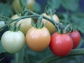 Ripening Tomatoes on the Vine