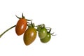 Ripening tomatoes on the vine. Tomato plant on white background.