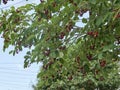 wide shot ofThe ripening variously named Service berry, Saskatoon berry, shad berry, June berry detail in a tree and bush Royalty Free Stock Photo