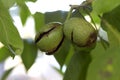 Ripening walnut fruit. Autumn nut. Walnut.