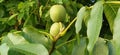 Ripening walnuts on a branch. Two nuts in green skin. Walnut tree. Harvest.