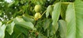 Ripening walnuts on a branch. Two nuts in green skin. Walnut tree. Harvest.