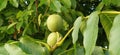 Ripening walnuts on a branch. Two nuts in green skin. Walnut tree. Harvest