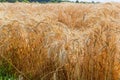 Ripening wheat on the field close-up Royalty Free Stock Photo