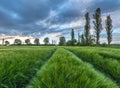 Ripening wheat field and sunrise sky. Royalty Free Stock Photo