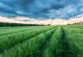 Ripening wheat field and sunrise sky. Royalty Free Stock Photo