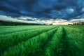 Ripening wheat field and sunrise sky. Royalty Free Stock Photo