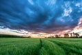 Ripening wheat field and sunrise sky. Royalty Free Stock Photo