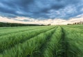 Ripening wheat field and sunrise sky. Royalty Free Stock Photo