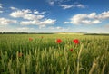 Ripening wheat field and sunrise sky. Royalty Free Stock Photo