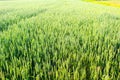 Ripening wheat field in Ukraine in summer