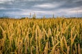 Ripening wheat field under cloudy sky Royalty Free Stock Photo