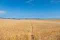 Footpath running through a ripening Wheat Field