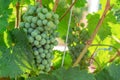 Ripening white grapes with drops of water after rain in garden. Green grapes growing on the grape vines. Agricultural background Royalty Free Stock Photo