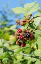 Ripening wild blackberry on a branch Royalty Free Stock Photo