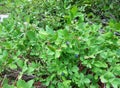 Ripening wild blueberries in the mountains