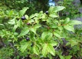 Ripening wild blueberries in the mountains