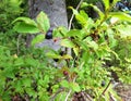 Ripening wild blueberries in the mountains Royalty Free Stock Photo