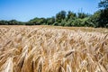 ripening yellow barley field on summer blue sky for agroforestry Royalty Free Stock Photo