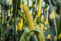 Ripening yellow corn on the cob, maize closeup