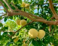 Ripening yellow grapefruits growing on tree in summer indoor garden, in greenhouse.