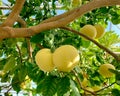 Ripening yellow grapefruits growing on tree in summer indoor garden, in greenhouse.