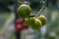 Ripening yellow green tomatoes called zebra in garden, ready to harvest